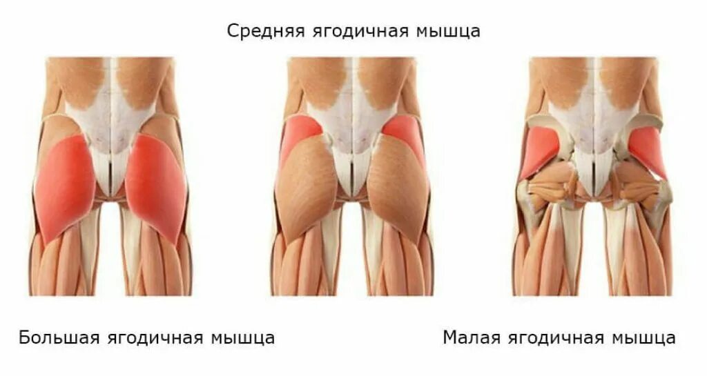 Ягодичные мышцы анатомия упражнения. Средняя ягодичная мышца функции прикрепление. Средняя и малая ягодичные мышцы. Ягодичные мышцы анатомия строение. Ягодичные мышцы анатомия строение.