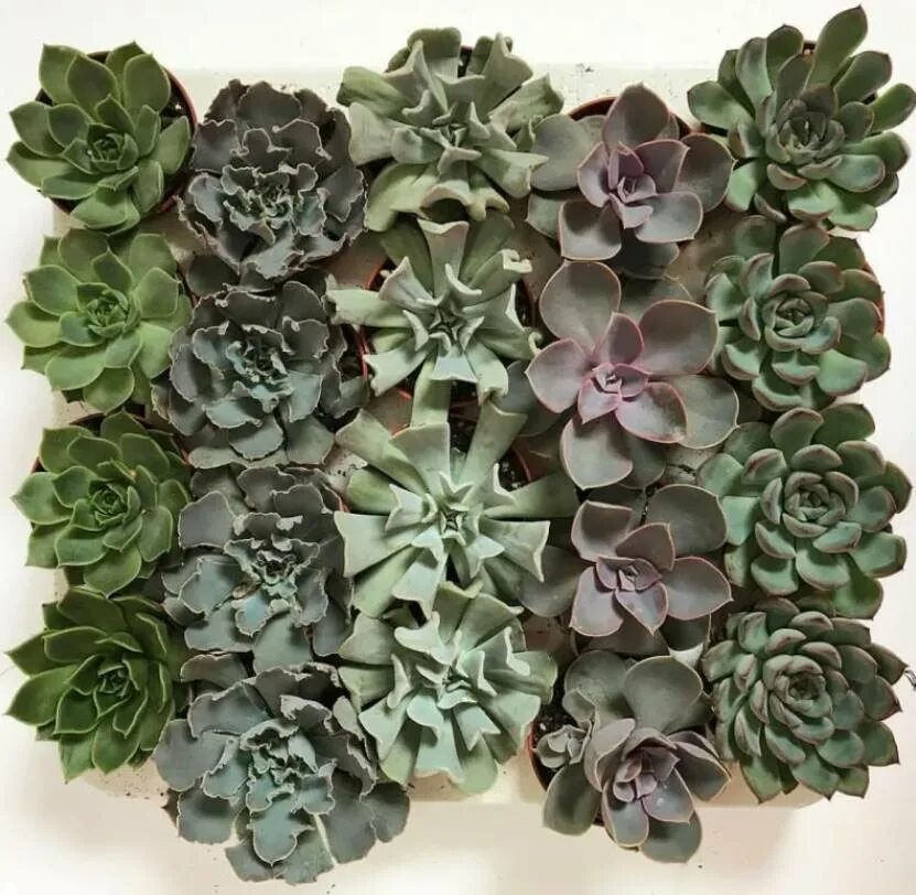 5. Эхеверия микс, d-9. Эхеверия микс. Эхеверия микс. Эхеверия микс.