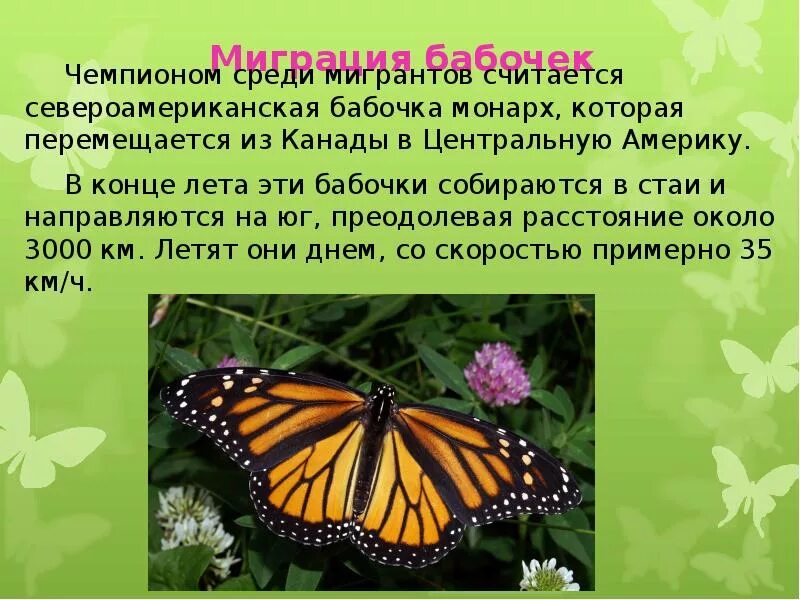 Какую среду освоила крапивница. Доклад о бабочке Монарх. Краткий доклад про бабочку Монарх. Бабочка Монарх краткое описание. Бабочки для презентации.