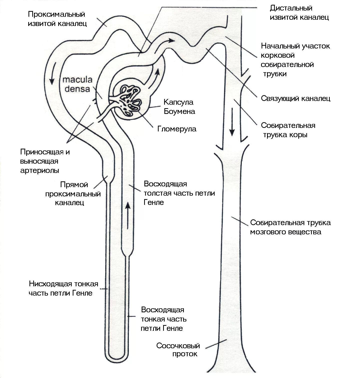 Собирательные трубочки пирамид. Петля Генле нефрона почки. Строение нефрона извитой каналец. Структура нефрона петля Генле. Петля Генле извитой каналец.