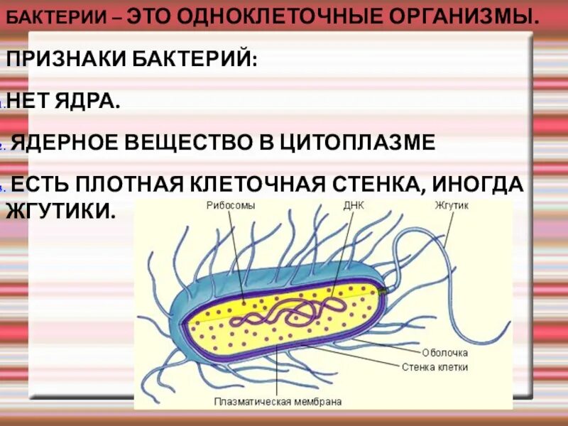 Признаки бактерий. Признаки бактериальной клетки. Признаки бактерий 5 класс. Ядерное вещество бактериальной клетки.