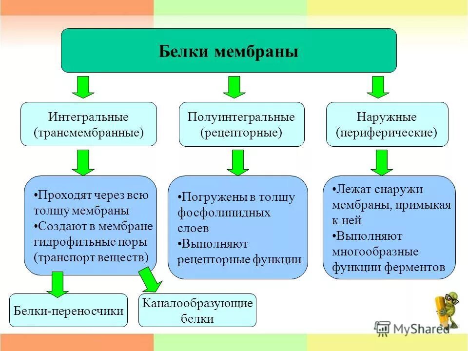 Периферические белки мембраны выполняют функции. Интегральные и полуинтегральные белки мембраны. функция периферических мембранных белков. периферические мембранные белки функции. интегральные полуинтегральные и периферические.