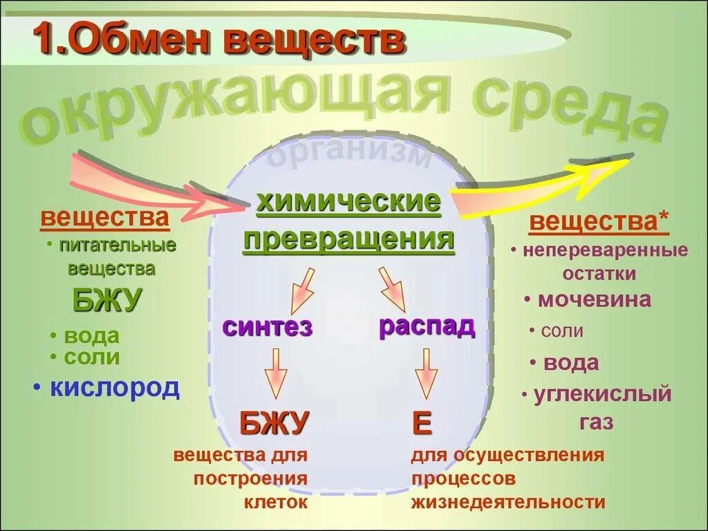 Процесс метаболизма схема. Обмен веществ и энергии в организме схема. Процесс обмена веществ у человека. Схема обменных процессов в организме.