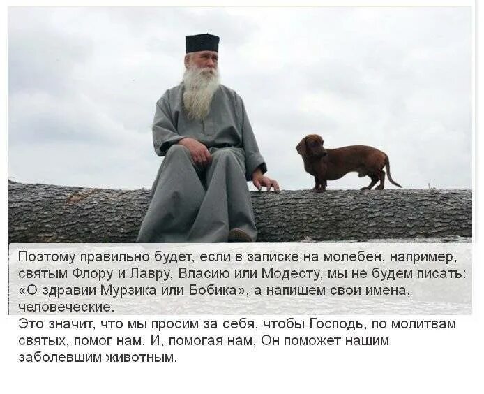 Молитва о защите животных. Молитва о животных. молитвы о животных православные. молитва святому власию о животных. молитва о выздоровлении животных.