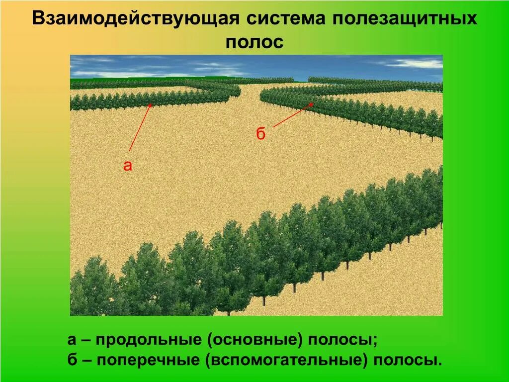 Подумайте почему урожай на полях защищенных лесополосами