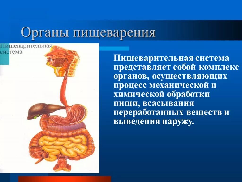 Изменение пищи в пищеварительной системе. Органы пищеварения. Презентация по теме пищеварительная система. Система органов пищеварения. Презентация на тему пищеварение.