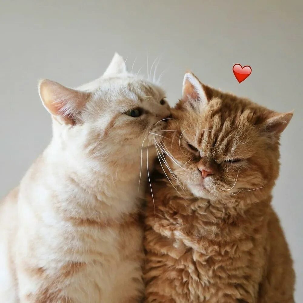 Картинки двух котиков