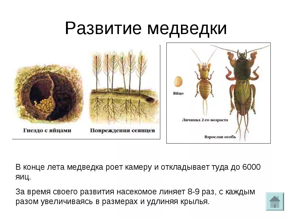 Медведка обыкновенная какое развитие. Личинка медведки стадии развития. Фазы развития медведки. Цикл развития медведки. Стадий развития медведки.