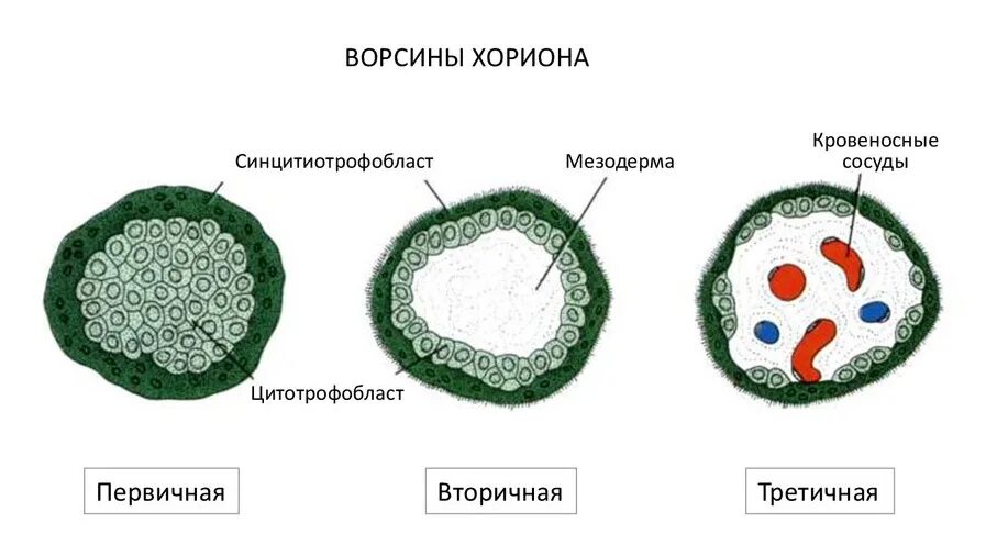 Ворсинки трофобласта. Первичные ворсинки хориона. Ворсины трофобласта. Ворсины трофобласта. Желточный пузырек гистология.