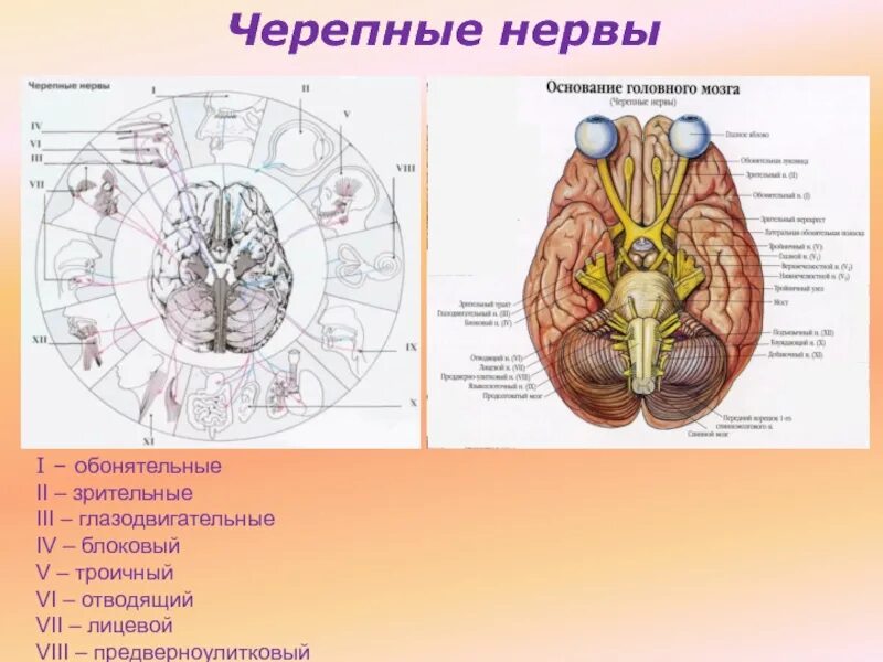 Корешки черепных нервов. Пары черепно мозговых нервов анатомия. Схема выхода черепных нервов. Топография Корешков черепных нервов. Черепные нервы топография.