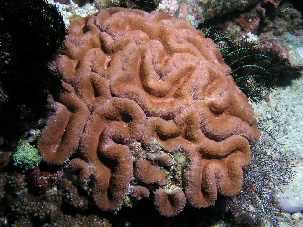 Коралловые полипы мозговик. Мозговик десять деталей рубарь по частям. Коралл мозговик. Мозговик коралл кишечнополостные. Коралловые полипы мозговик.