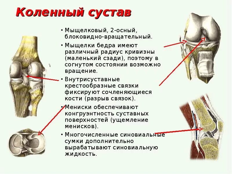 Мыщелки бедра. Костная структура коленного сустава. Коленный сустав Тип соединения. Функции коленного сустава человека анатомия. Коленный сустав кости связки мышцы.