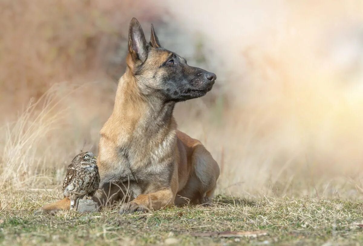 Animals same. Малинуа Инго. Бенгальская овчарка малинуа. Бельгийский малинуа Инго. Лысая овчарка малинуа.