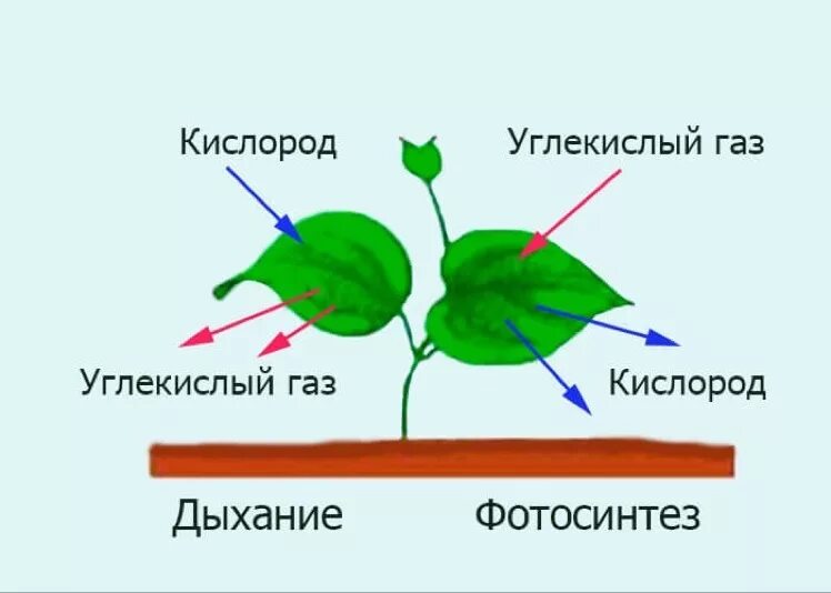 Схема фотосинтеза и дыхания растений. Схема процесса дыхания растения. Процесс дыхания и фотосинтеза у растений. Схема фотосинтеза у растений. Тест по теме фотосинтез и дыхание растений