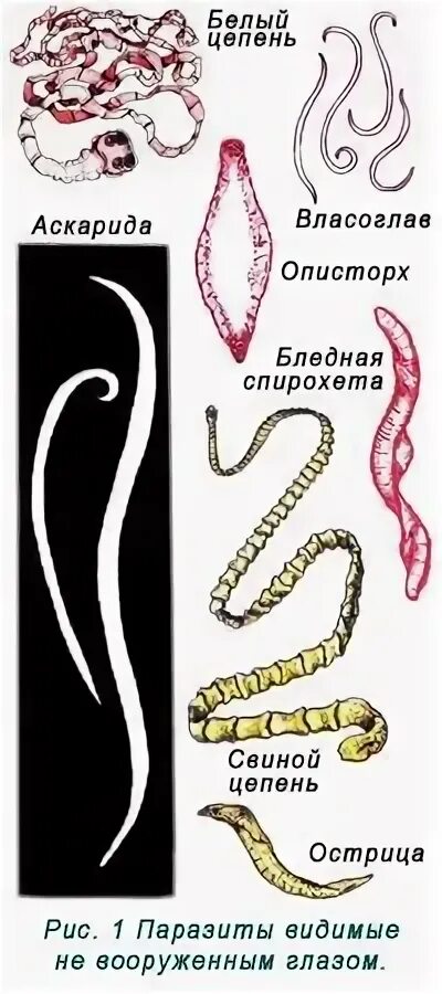 Как понять что в организме паразиты. Паразиты в организме человека. паразиты в организме человека виды. многоклеточные паразиты. паразиты в человеческом организме.