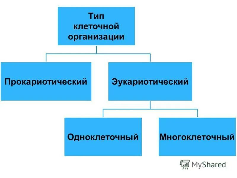 Типы клеточной организации: прокариотический и эукариотический. Типы организации клеток. Прокариотический Тип клеточной организации. 3. Типы клеточной организации.