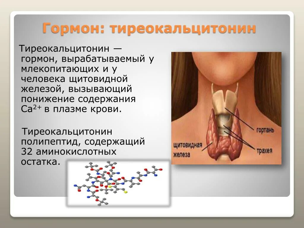 Кальцитонин и тиреокальцитонин. Гормон щитовидной железы тиреокальцитонин:. Щитовидная железа функции кальцитонин. Секретируемые гормоны щитовидной железы. Какие железы вырабатывают тироксин