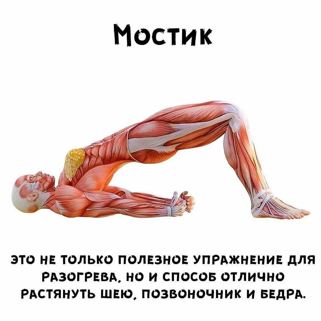 Пластичность мышц. Анатомия упражнений для спины. гибкие мышцы. чем полезен мостик. мостик для спины польза.