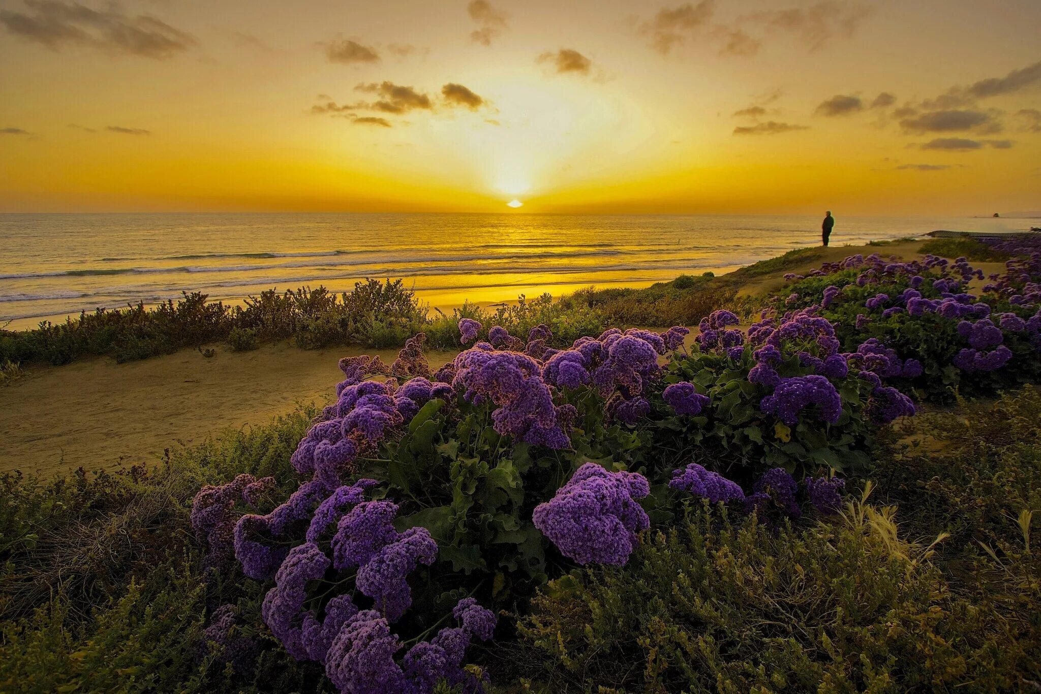 Flower sunset. Калифорния тихий океан. Сиреневое море. Рассвет на море. Пейзаж в фиолетовых тонах.