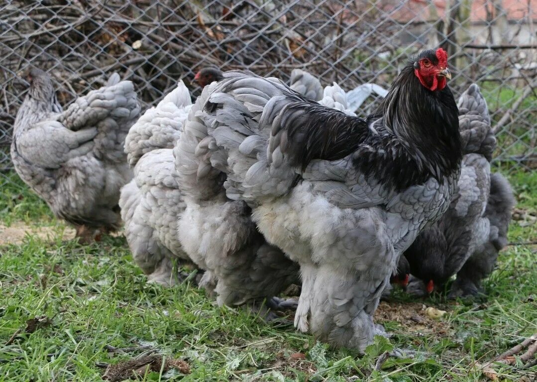 Яйца кур брама. Кохинхин чёрно подпалый. Brahma Blue Chicken. Эко ферма куры Брама. Самая дорогая порода кур.