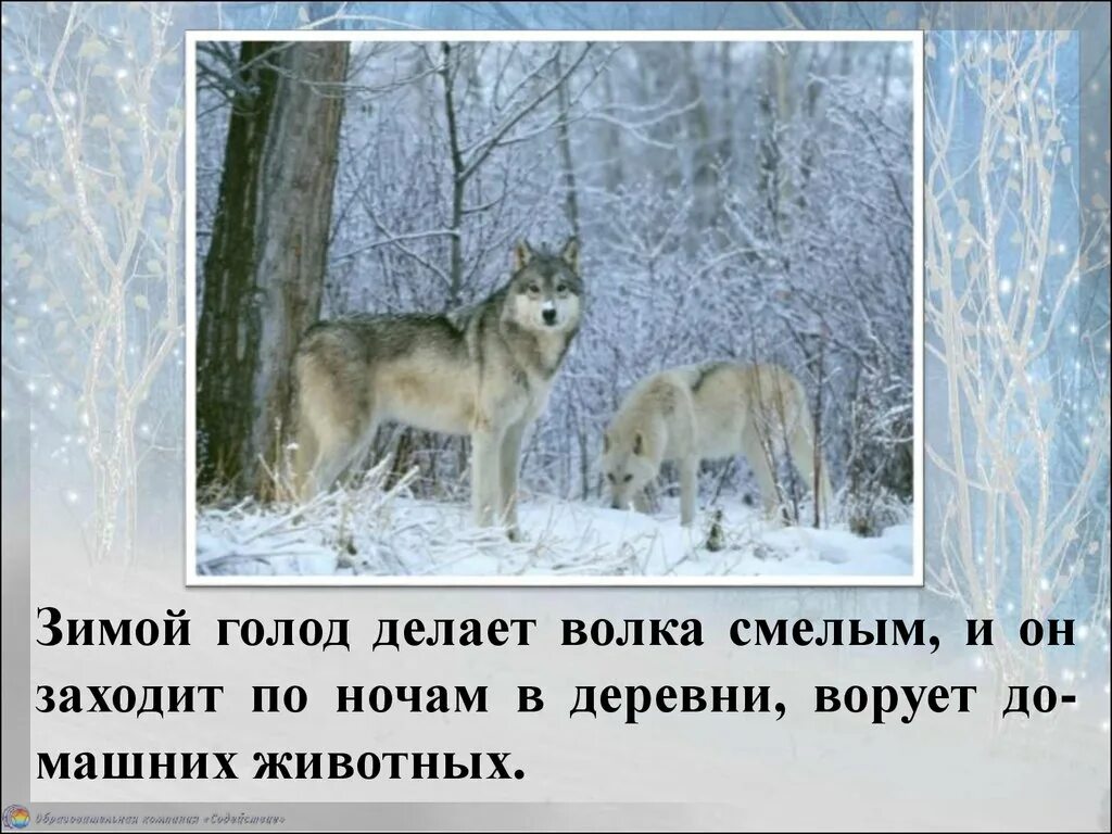 Звери зимой 2 класс. Жизнь животных зимой. животные зимой презентация. жизнь диких животных зимой. звери зимой презентация для дошкольников.