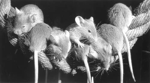 Мыши николаев. Мыши в Великой Отечественной войне. Животные Великой Отечественной войны мыши.
