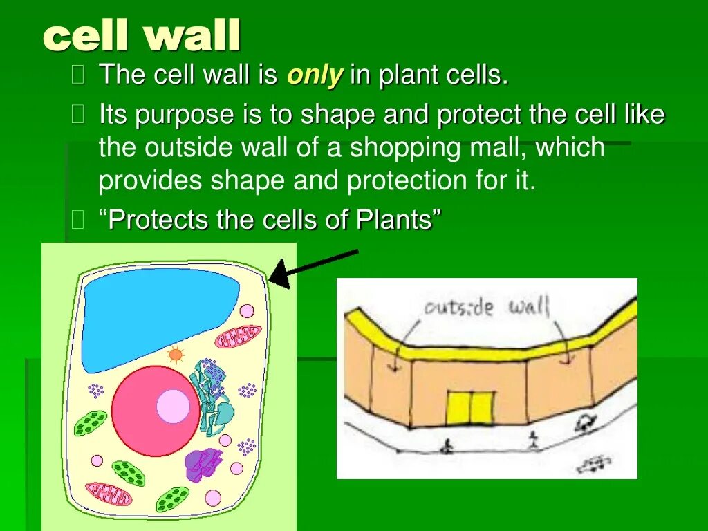 Cell Wall. Plant Cell Wall. Cell Wall Plant Cell. Cell Wall in Plant Cell.