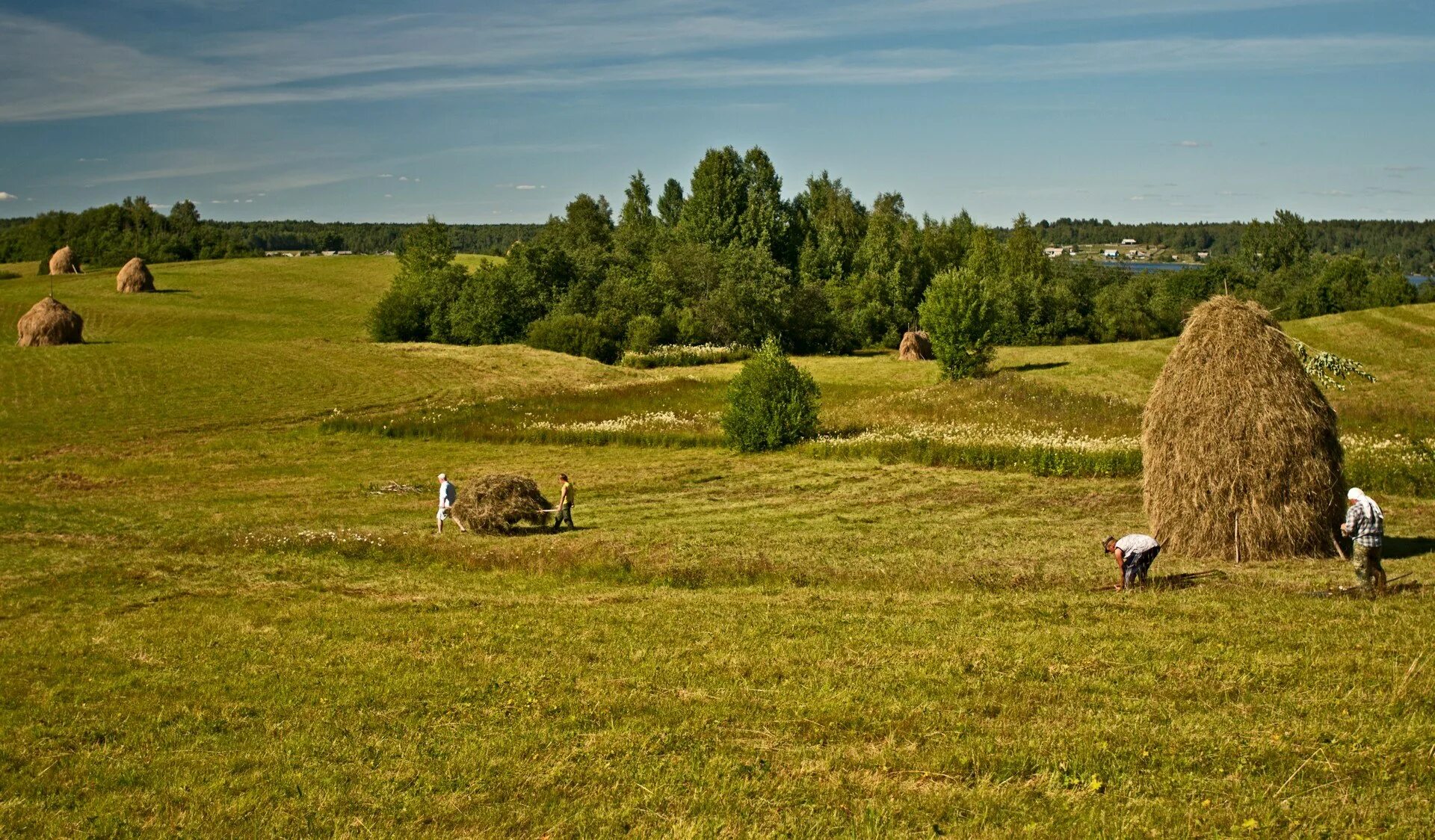 Сырое сено