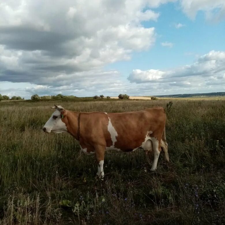 Продается корова. Телята в Пензенской. Коровы в Пензенской области. Юла коровы.
