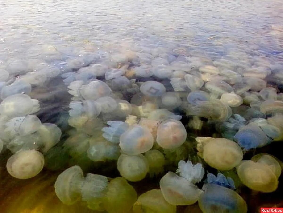 Зачем медузы в море. Нашествие медуз в азовском море. Зачем медузы в море. Хорлы медузы. Нашествие медуз в черном море.