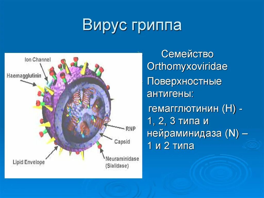 Вирусы гриппа а, в, с (Orthomyxoviridae).. Строение вируса гриппа антигены. Схематическая структура вируса гриппа. Семейство ортомиксовирусов. Семейство гриппа