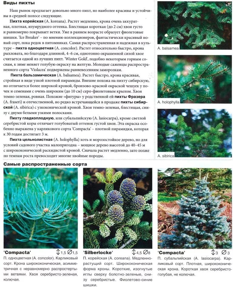 Какое расположение у пихты Пихта рисунок для детей