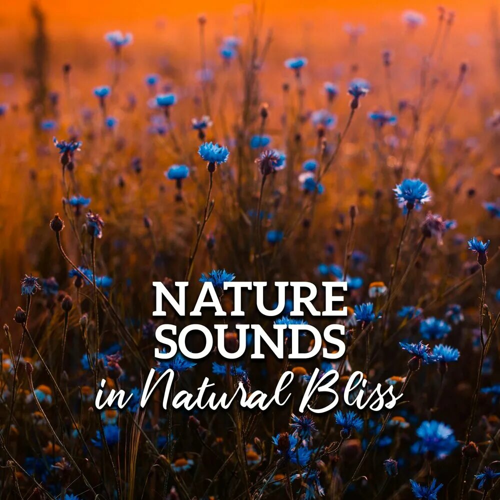 Nature song. Sounds of nature. Relaxing Sounds of nature. "Nature Sounds" && ( исполнитель | группа | музыка | Music | Band | artist ) && (фото | photo). Relax nature Music.