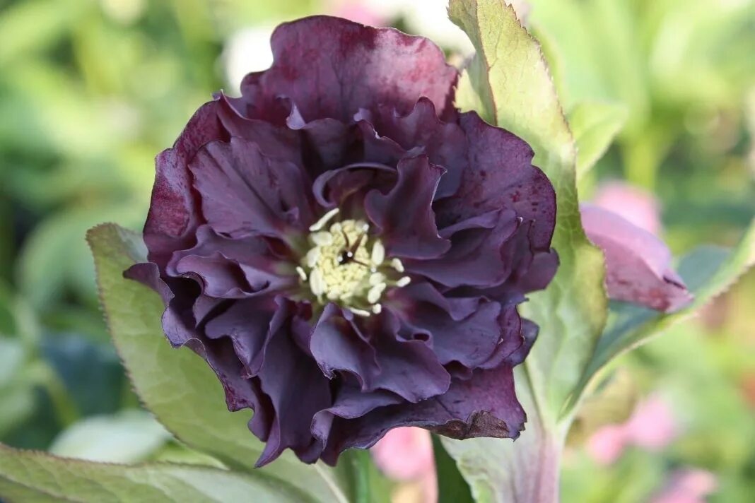 Морозник Восточный Helleborus orientalis Double Ellen Purple. Морозник Дабл Эллен Пурпл. Морозник Double Ellen Purple. Морозник Helleborus Double Ellen "Purple".