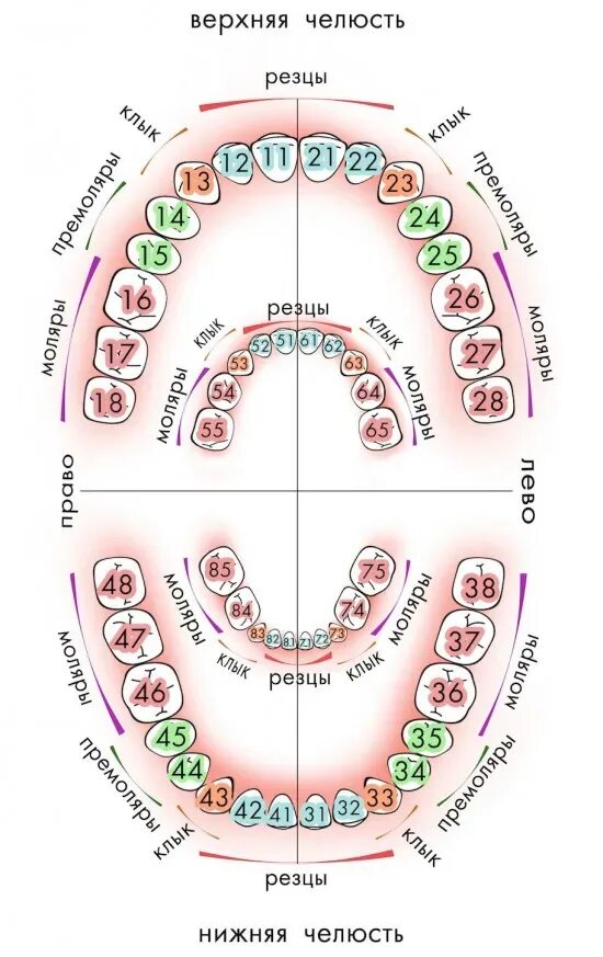 Нумерация зубов в стоматологии схема у взрослых. Нумерация зубов в стоматологии схема у детей. Нумерация зубов в стоматологии схема у взрослых и детей. Нумерация зубов в стоматологии у детей 10 лет. Зубы человека у детей