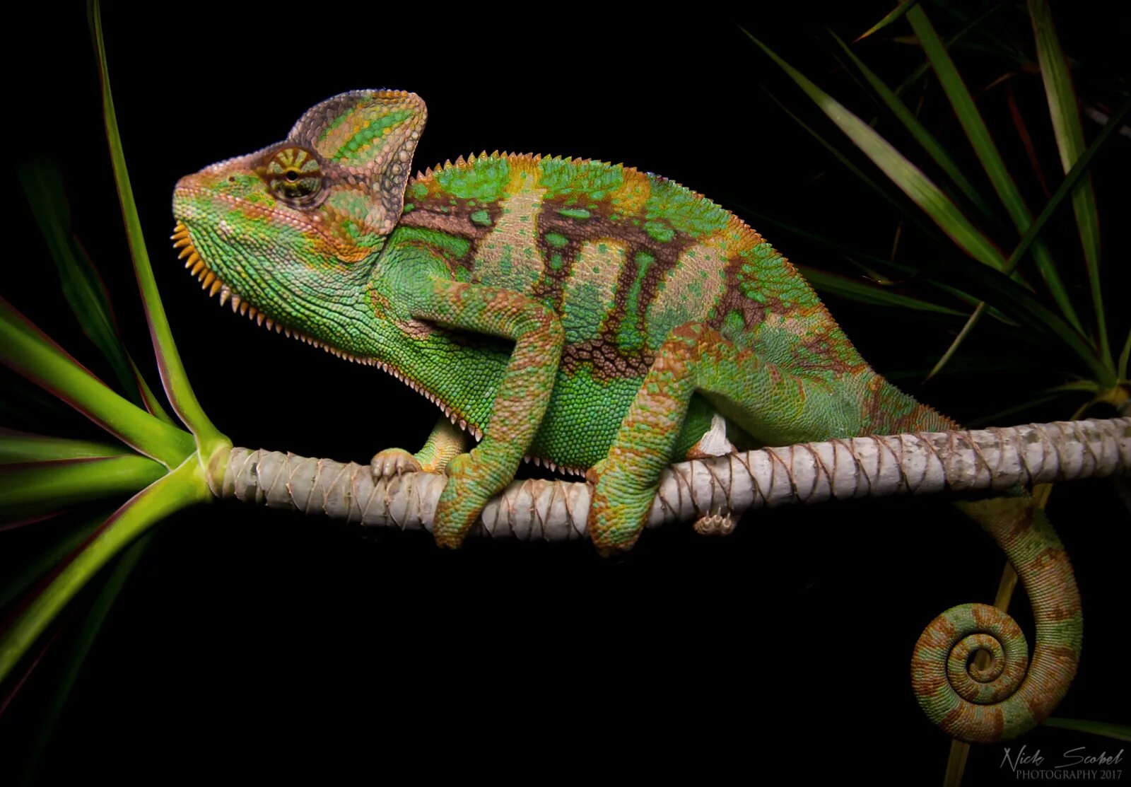 Chameleon перевод. Пантеровый хамелеон. Мадагаскарский хамелеон. Ящерица хамелеон йеменский. Хамелеон йеменский\veiled Chameleon.