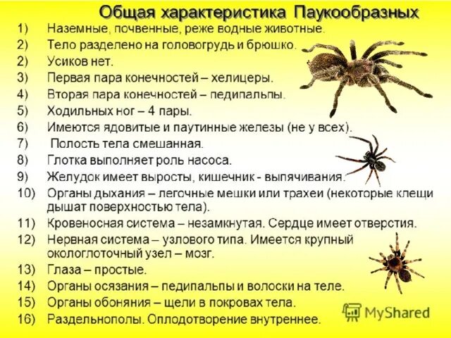 Признаки типа паукообразные. Особенности паукообразных 7 класс биология. Характеристика паукообразных. Характеристика паукообразных 7 класс. Характеристика класса паукообразные.