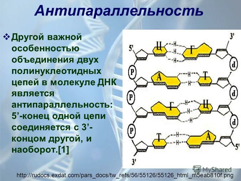 Днк штрих концы