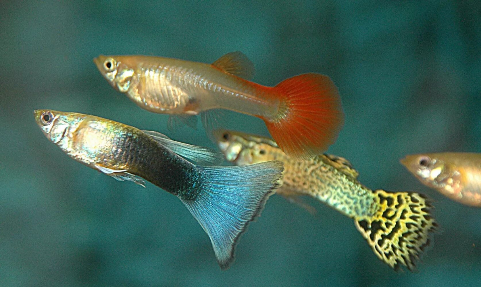 Vibrant Multicolor Guppies - A Guide to Tropical Fish Keeping