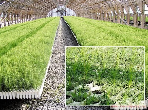 Ведение семенного хозяйства выращивание посадочного материала