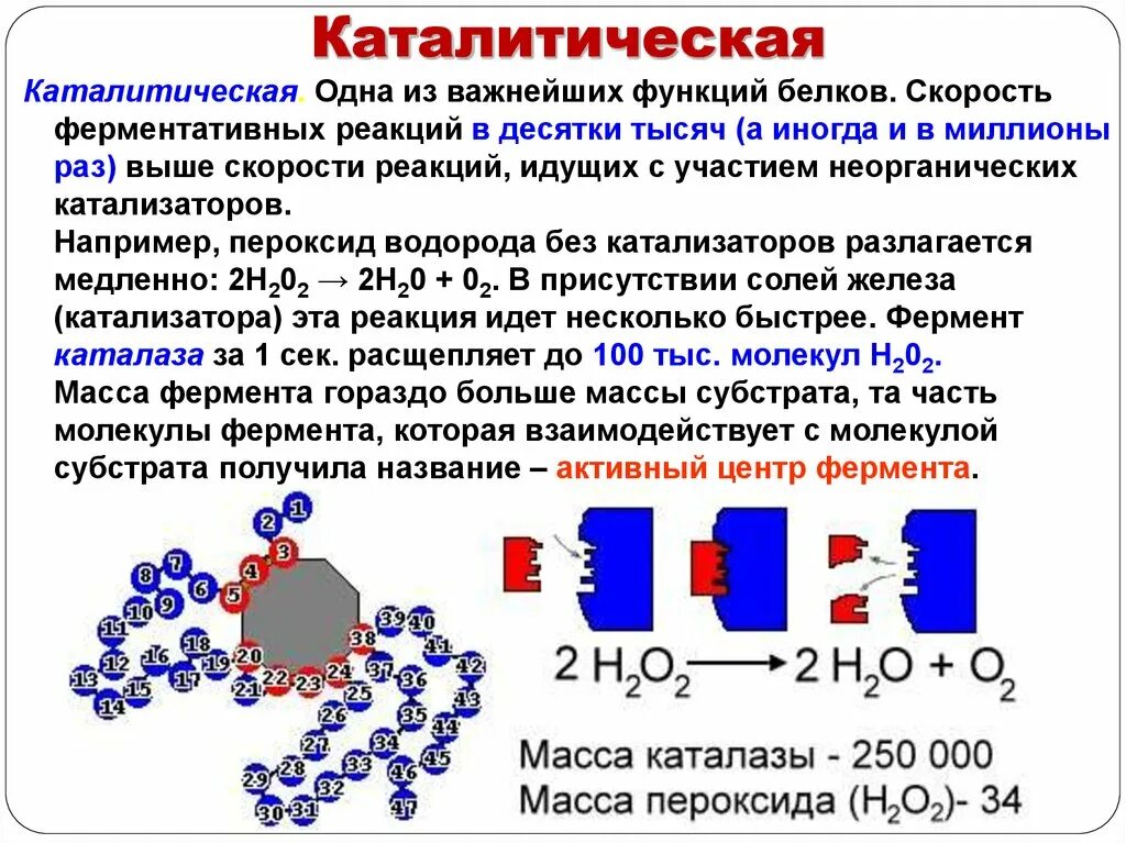 Каталитическим реакциям относится. Каталитическая функция белков. Каталитическая функция белков примеры. Белки катализаторы. Белок, выполняющий в организме каталитическую функцию.