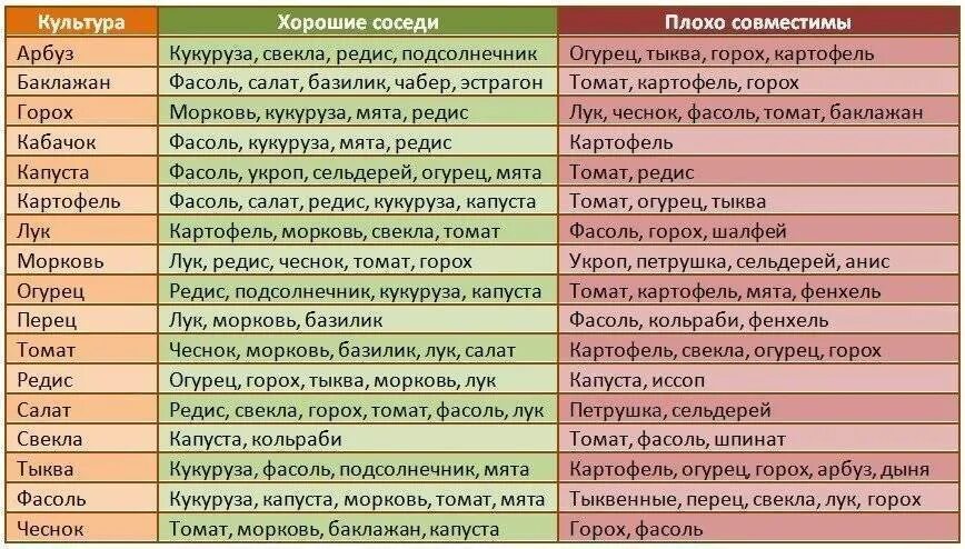 Совместные посадки овощей на грядке. Совместимость посадок овощей на грядках таблица. Соседи на огороде совместимость растений таблица. Совместимость овощных культур при посадке на грядке таблица. Соседство овощей на грядках таблица.