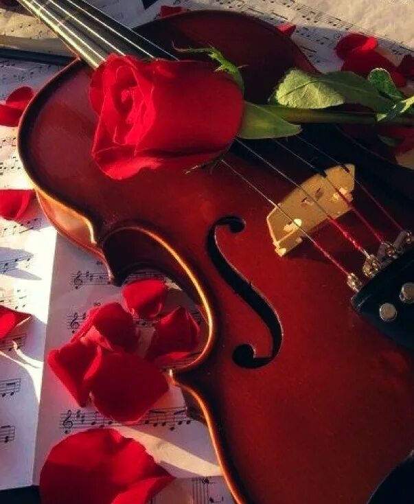 Лучшей песней среди лучших. Скрипка и цветы. Скрипка с цветами. Красивая скрипка с розами.