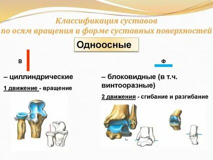 Классификация суставов по строению и форме