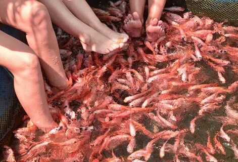 Какие рыбки кусаются