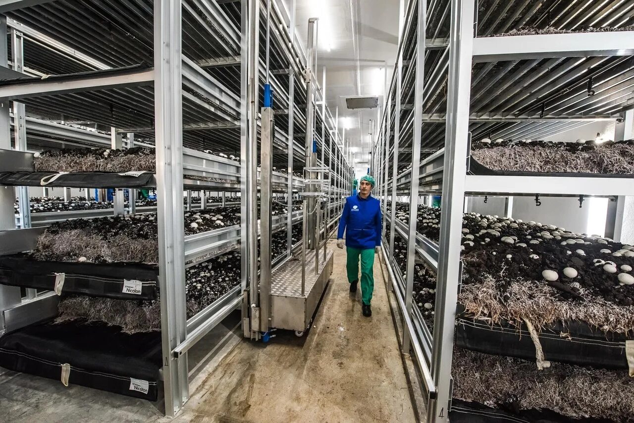 Кондрово калужской обл. Елабуга завод шампиньонов. Калужская область, дзержинский р-н, д. Сердобск шампиньоны завод. Работа в дзержинском районе калужской.