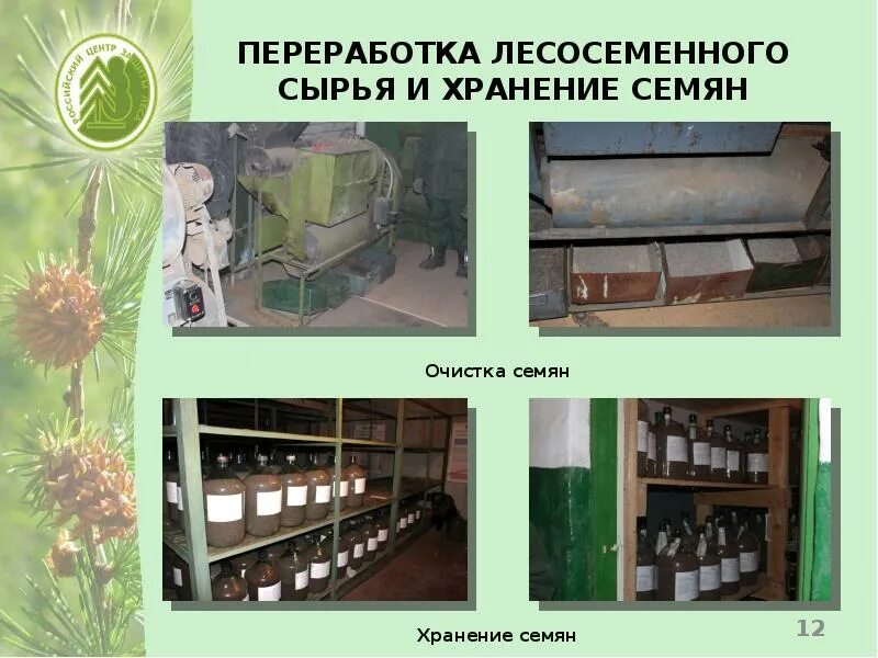 В каком городе находится объект хранения семян. Лесное семеноводство. переработка семенного сырья. заготовка лесосеменного сырья. особенности сбора, переработки и хранения лесосеменного сырья.