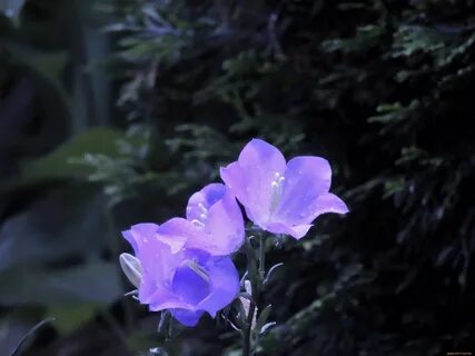 Кланяются колокольчики