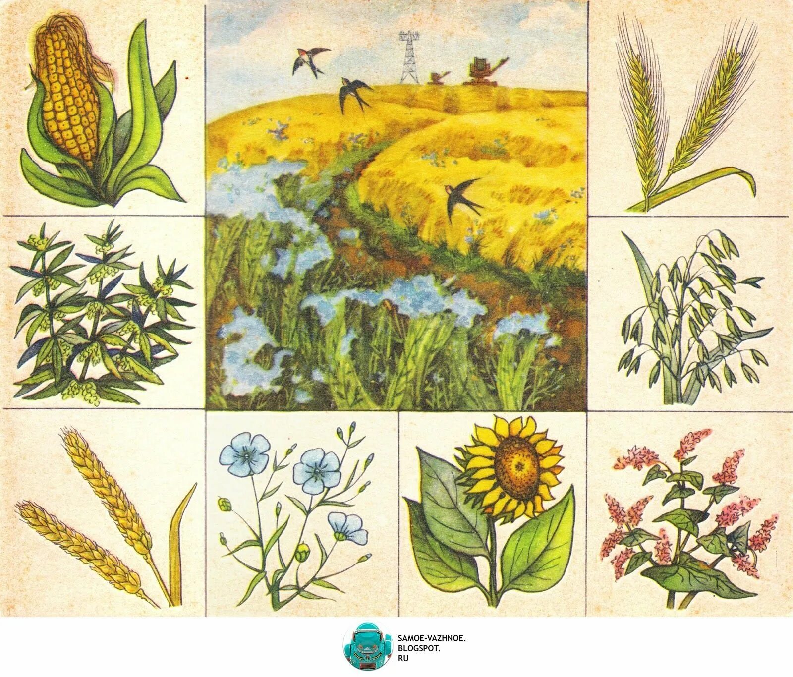 Растения для дошкольников. Изображение растений. Растения иллюстрации. Культурное растение рисунок.