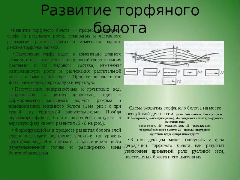 Видовой состав болота. Торфяные болота схема. Болото структура. Образование торфа схема. Верховые болота и низинные болота.